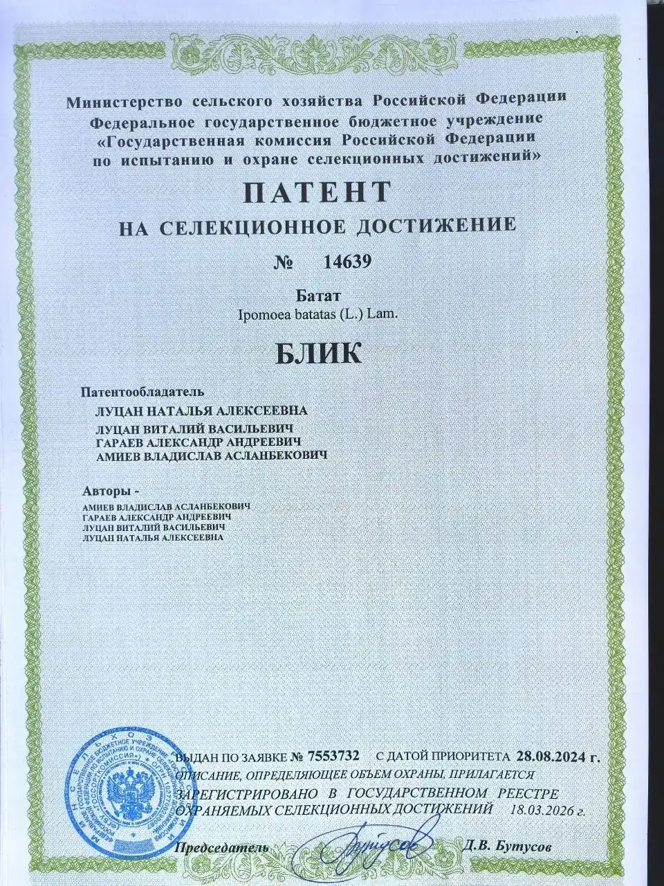 Патент сорта Блик-2
