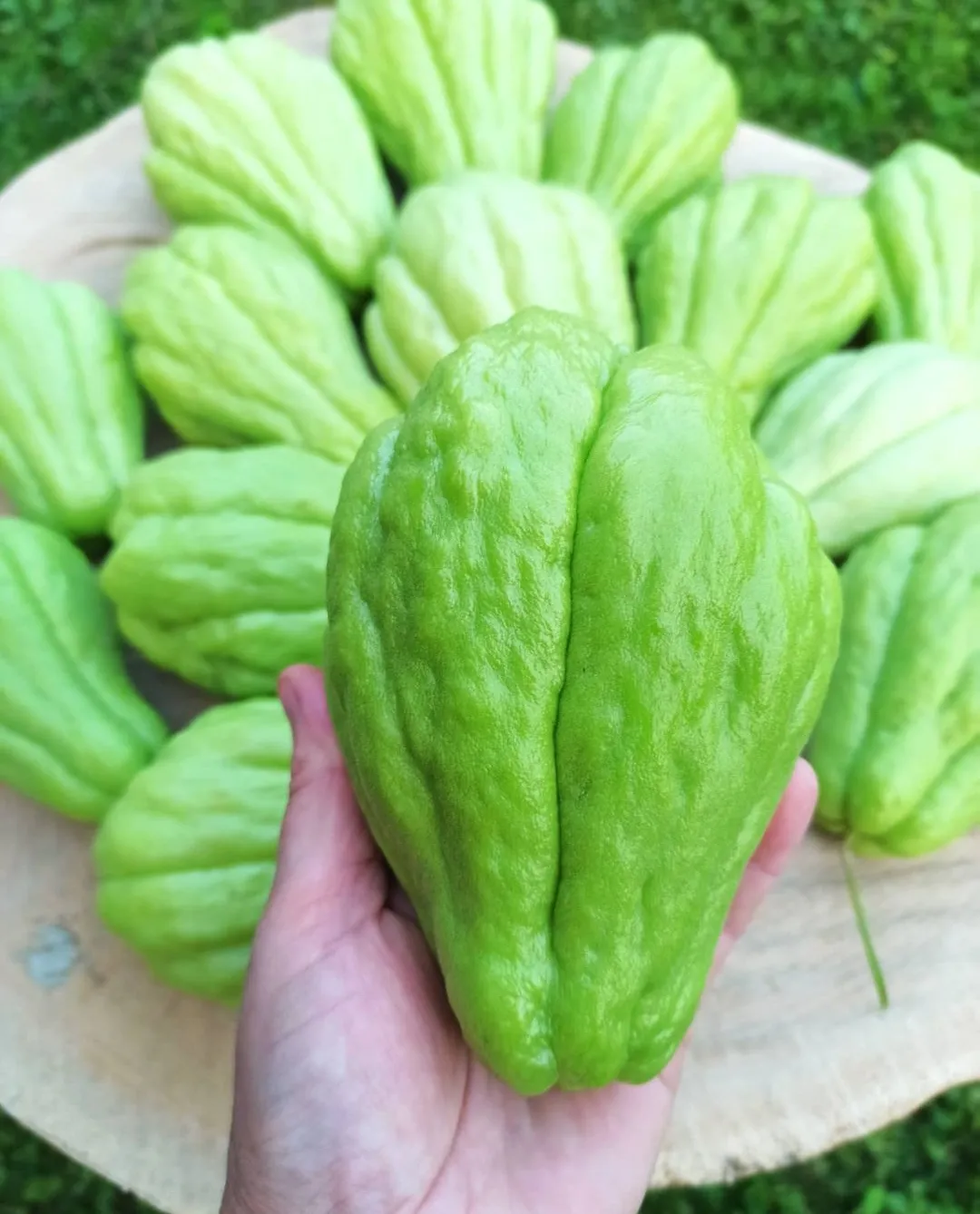 Чайот