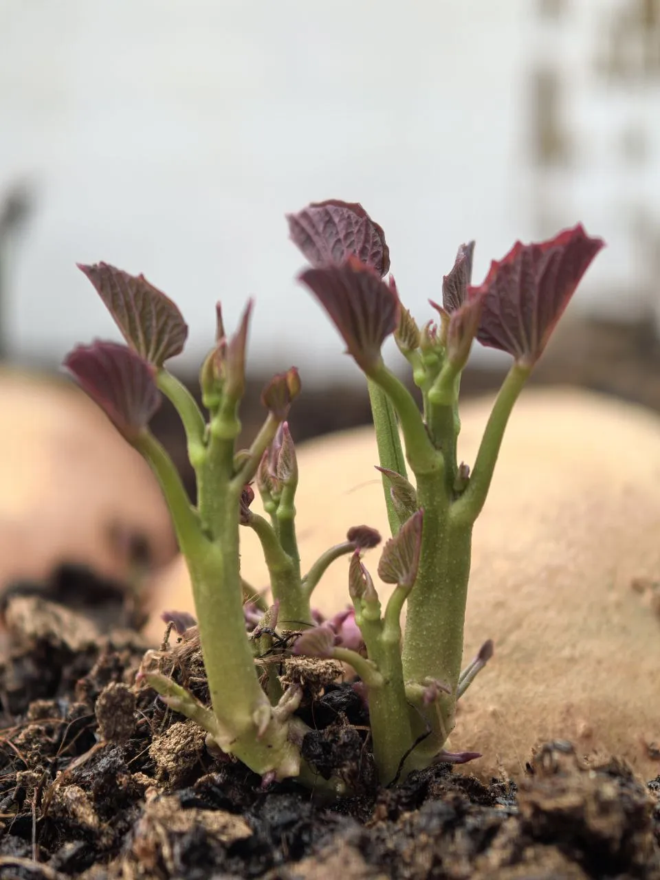 chilipsi