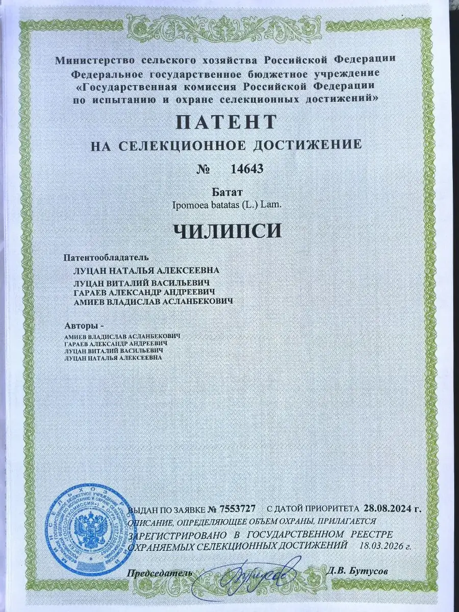 Патент сорта Чилипси