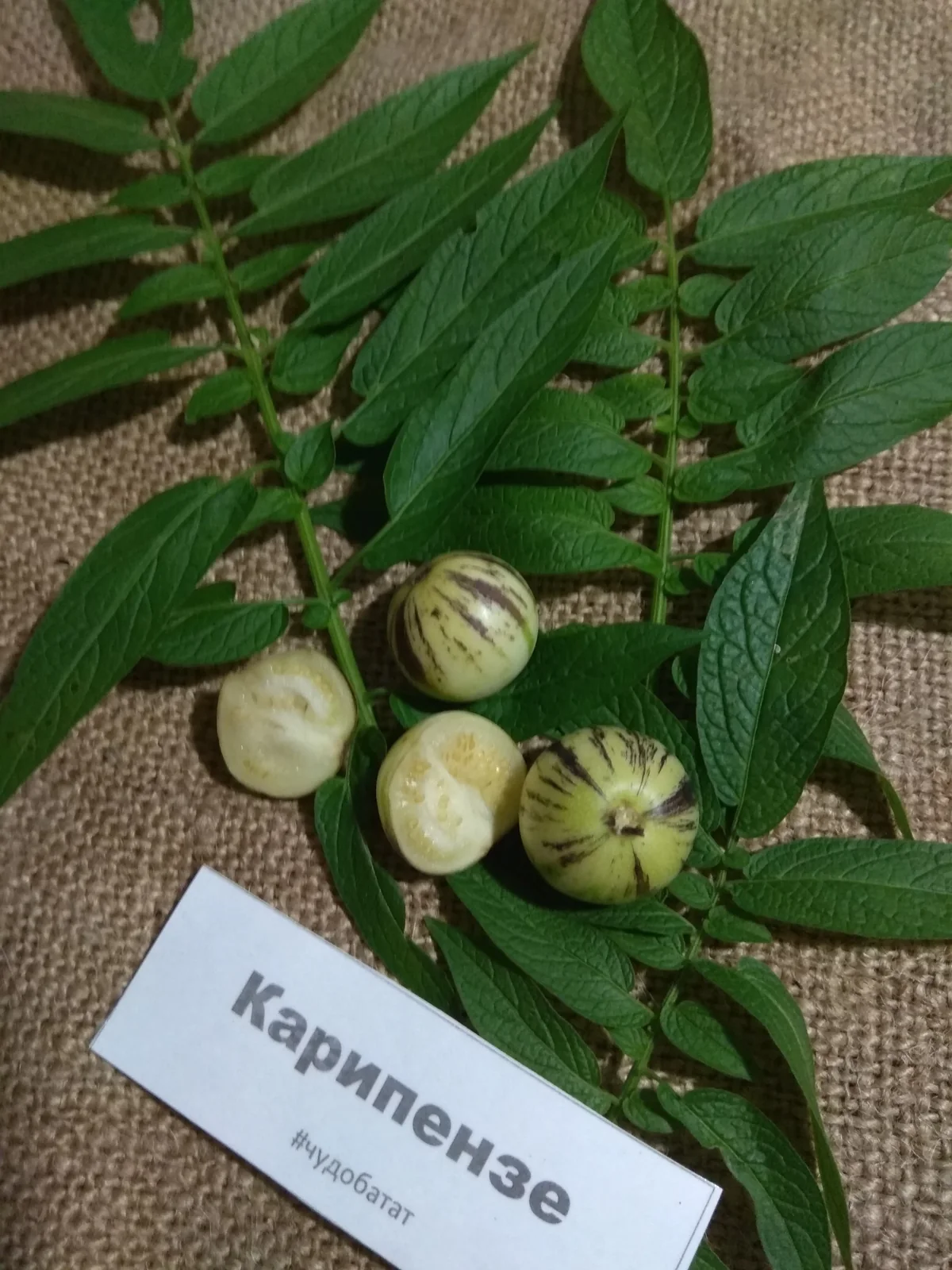 Карипензе