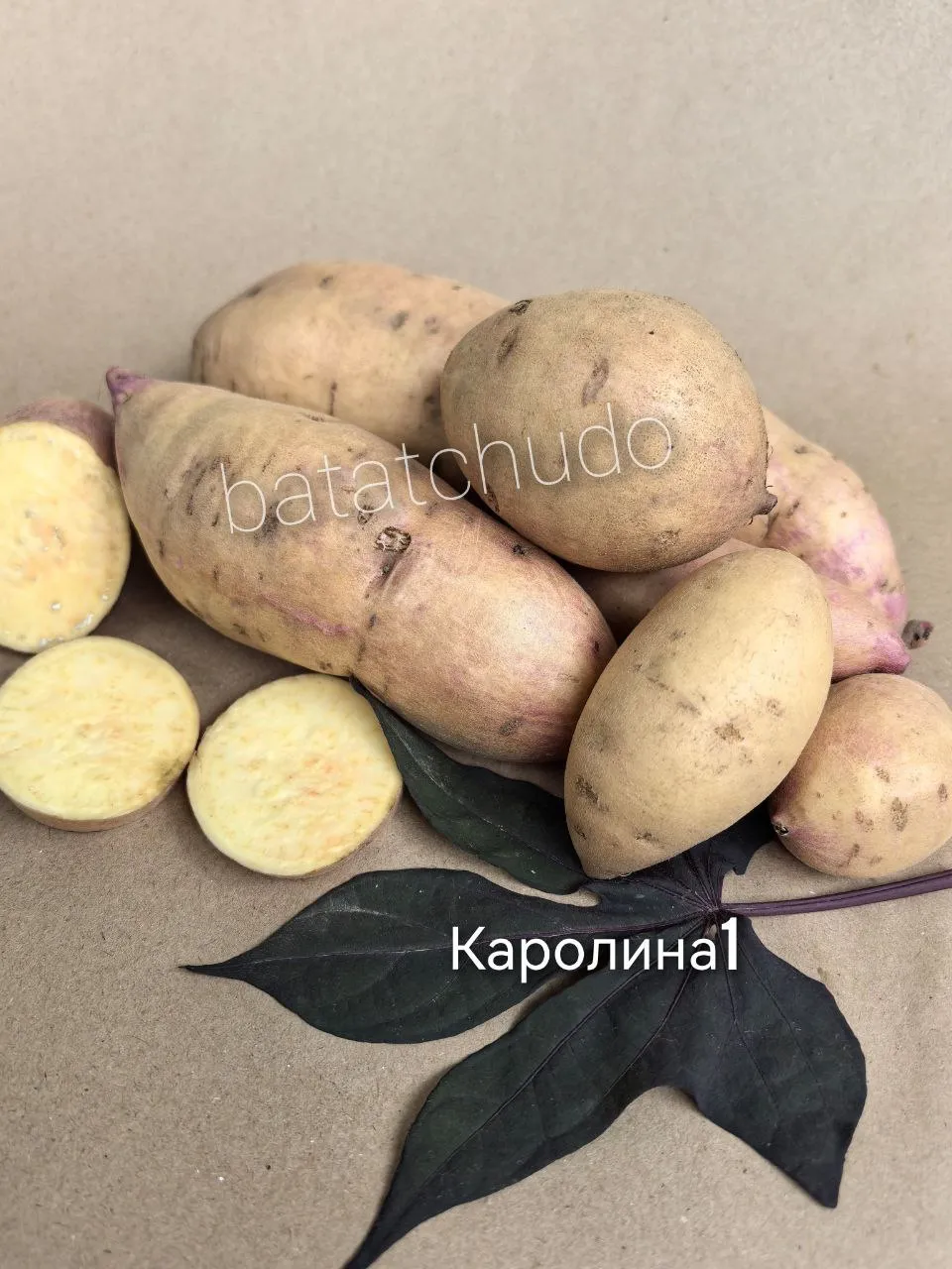 karolina-1