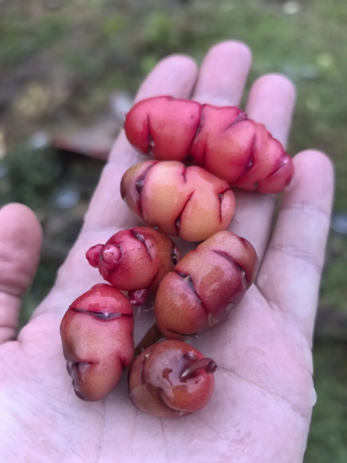Кислица клубневая