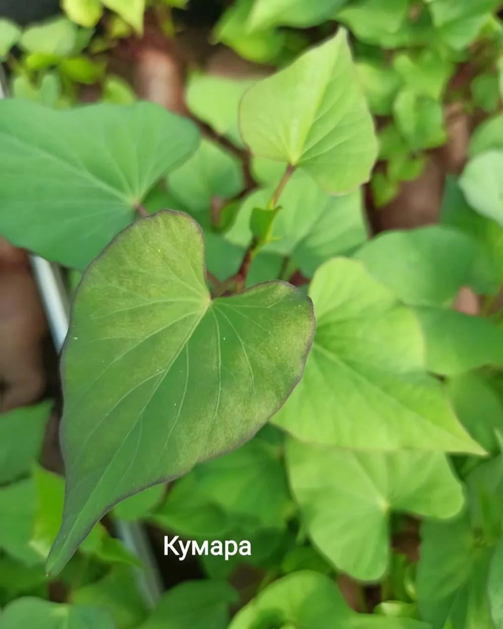 kumara