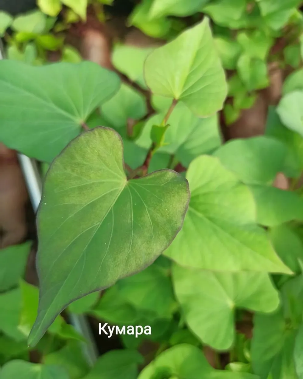 kumara