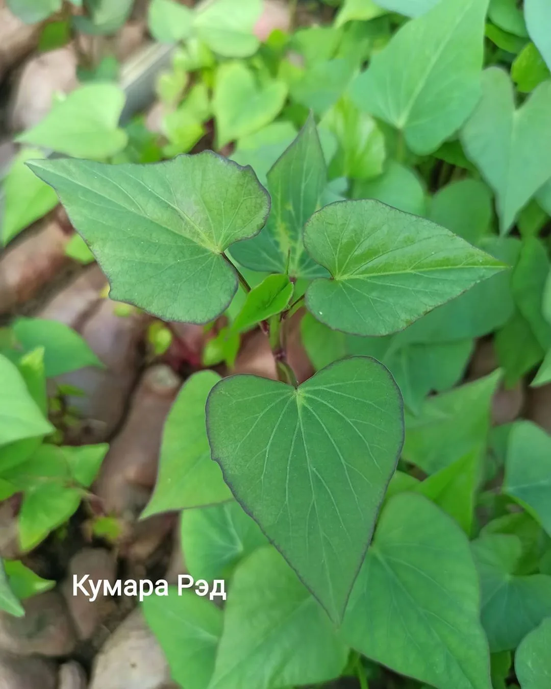 kumara-red