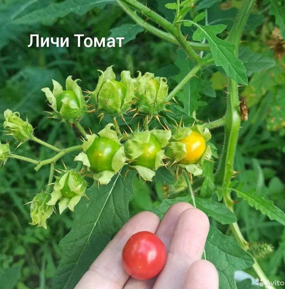 Личи-томат
