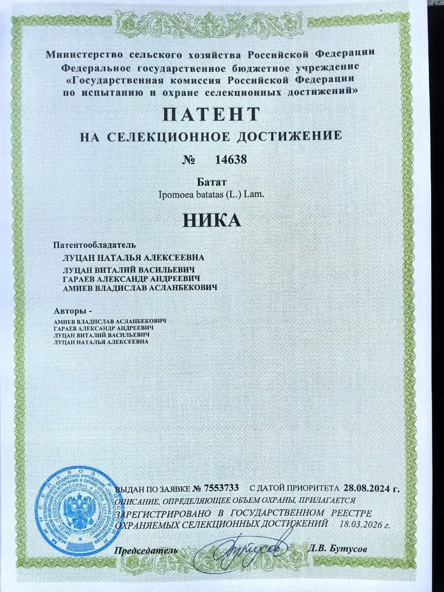 Патент сорта Ника