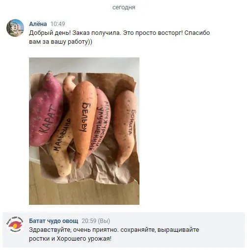 Отзыв о выращивании батата