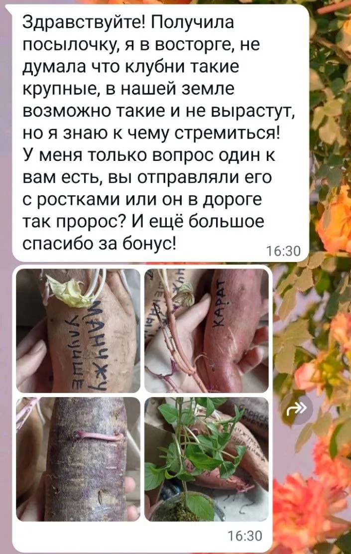 Отзыв клиента Batatchudo
