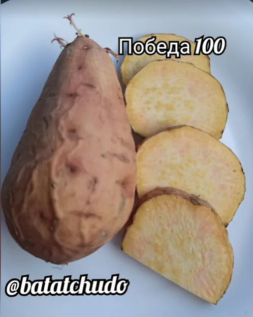 pobeda-100