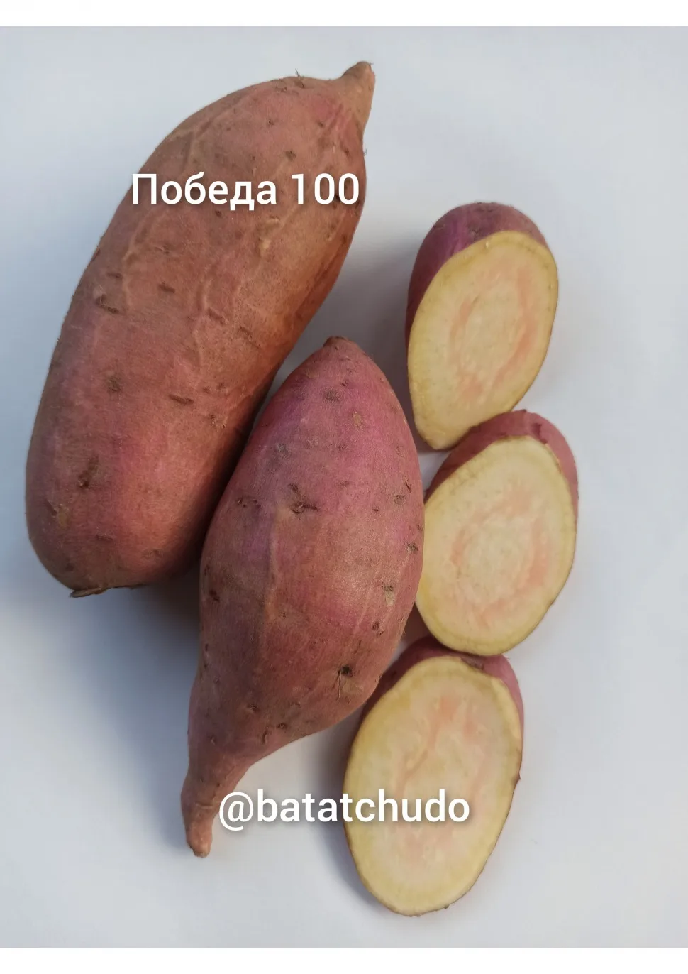 pobeda-100