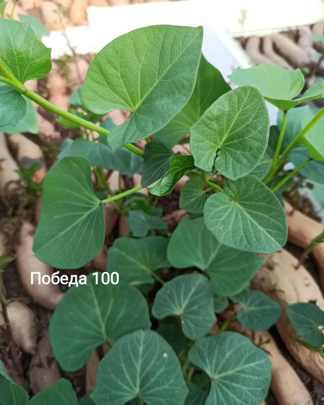 pobeda-100