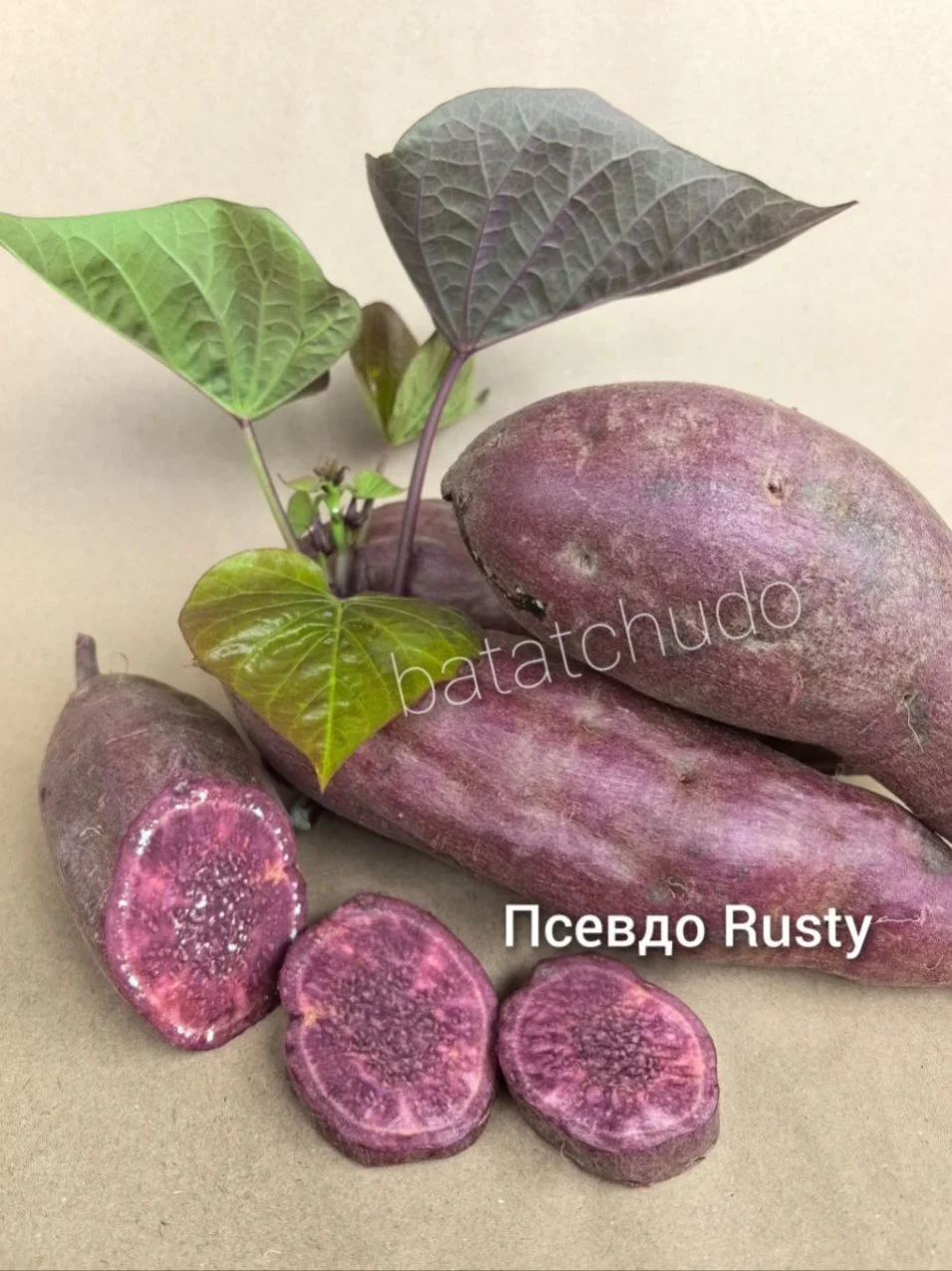 Псевдо Расти