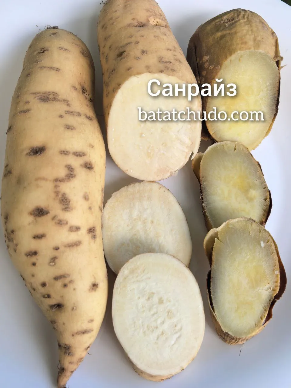 Санрайз