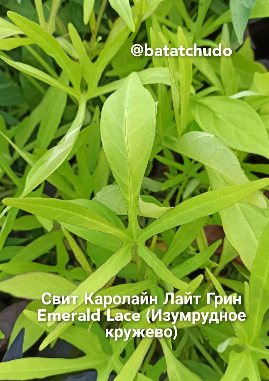 Свит Каролайн Лайт Грин