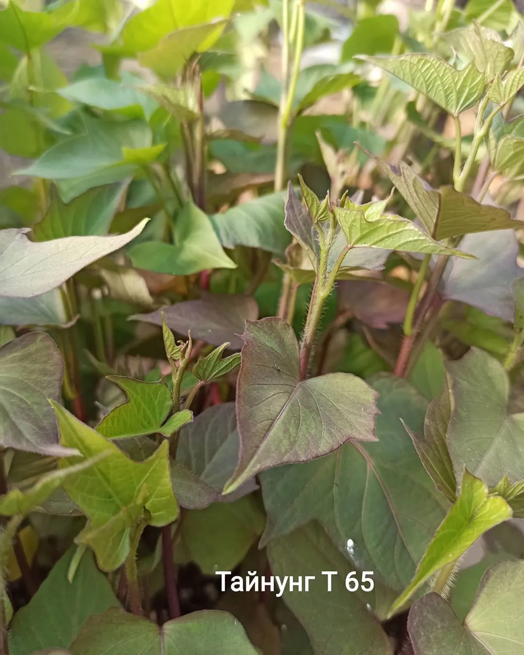 tainung-t65