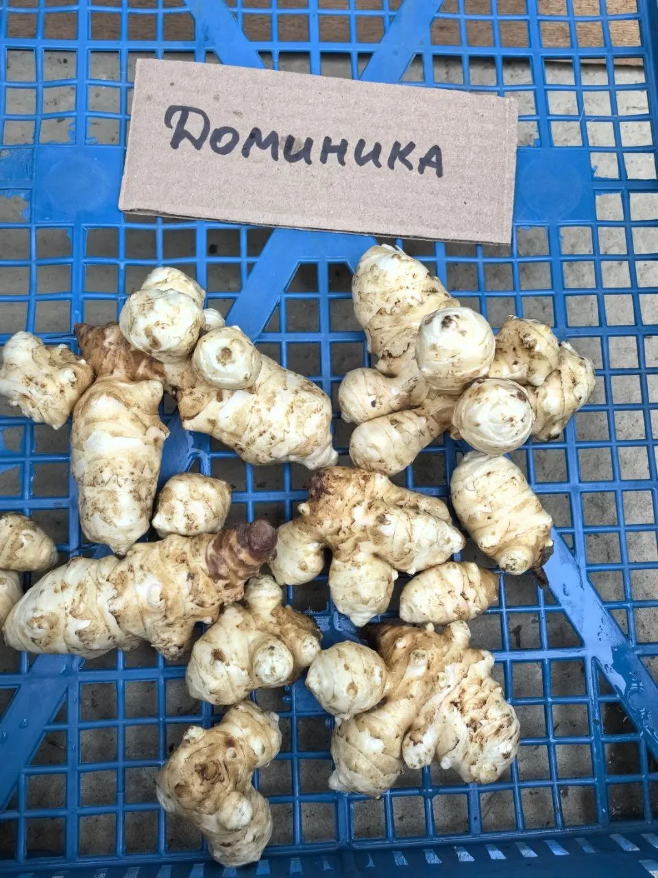 Топинамбур