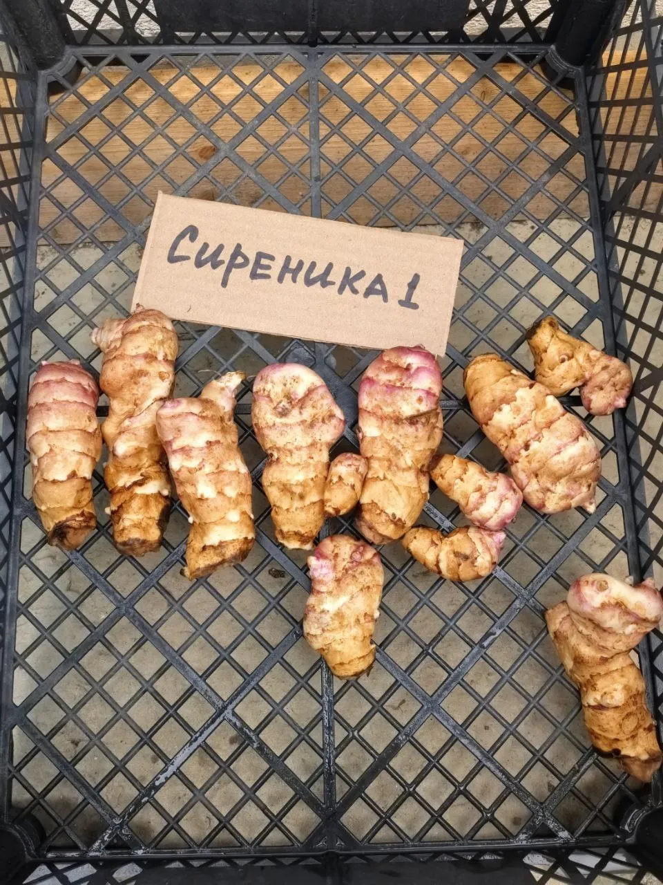 Топинамбур