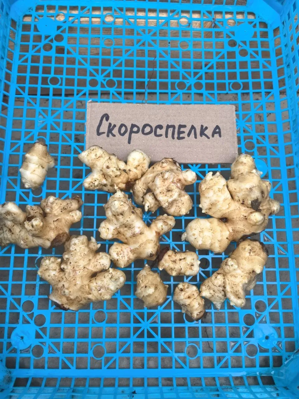 Топинамбур