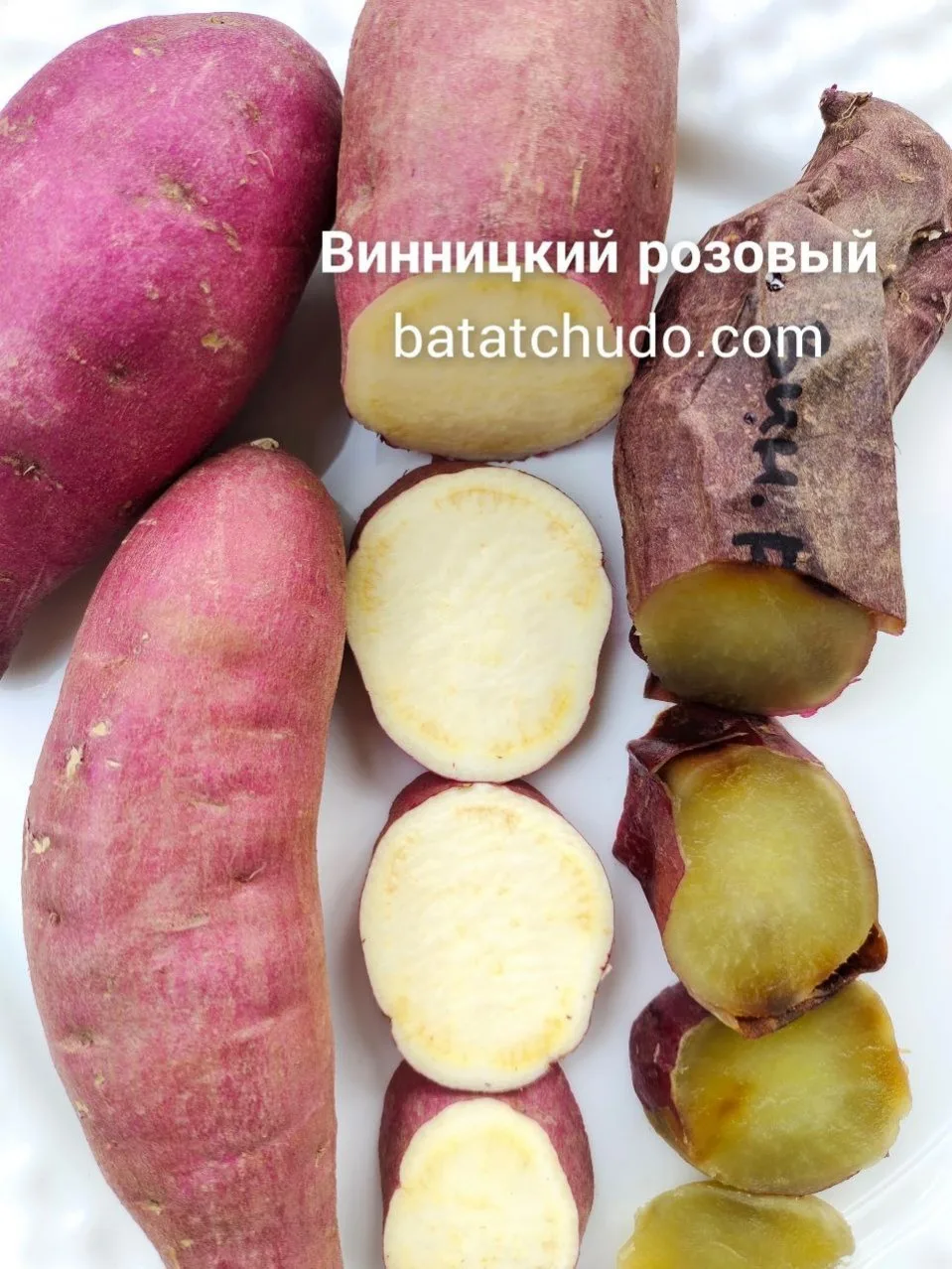 vinnitskiy-rozovyy