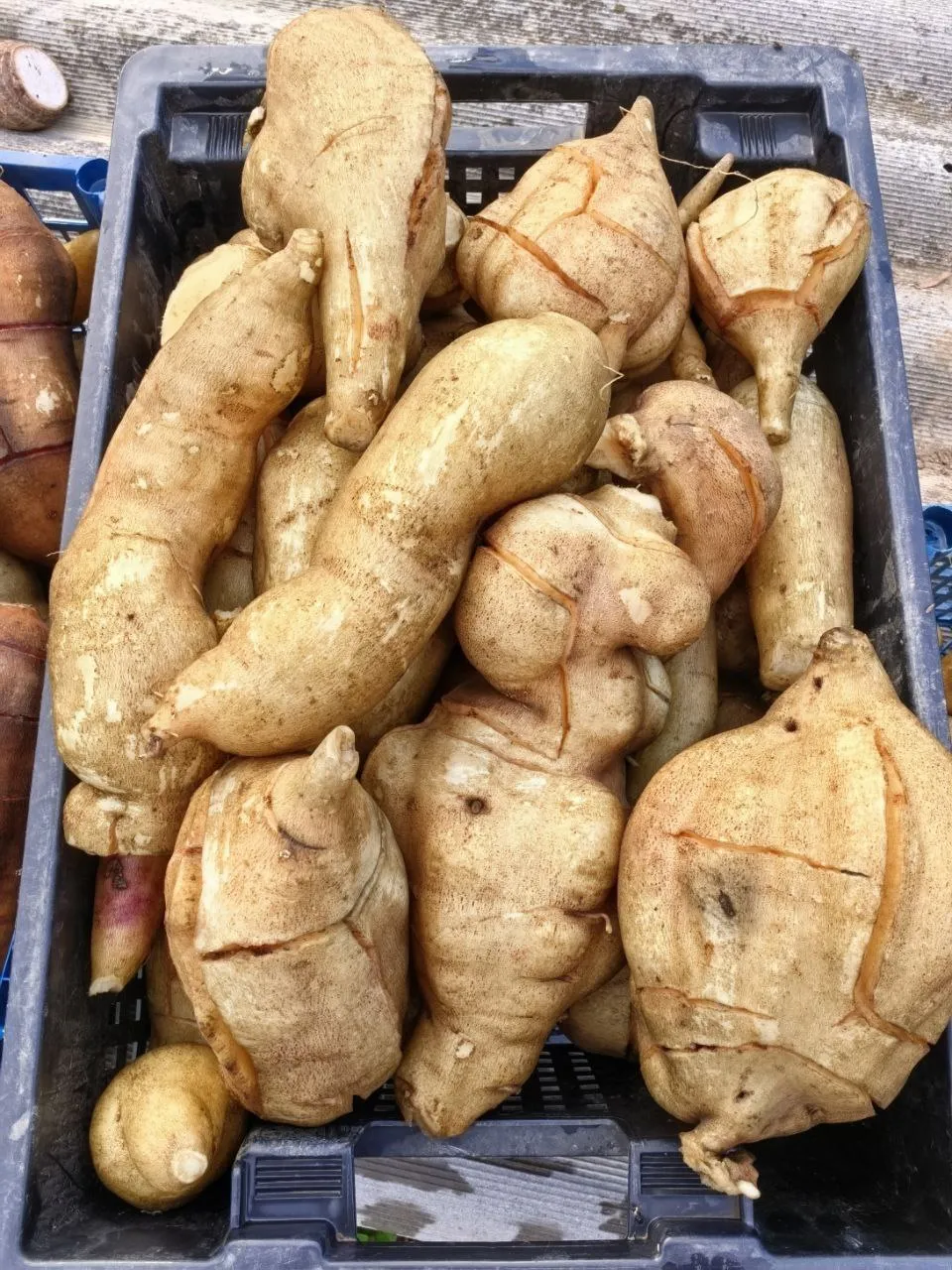 Якон