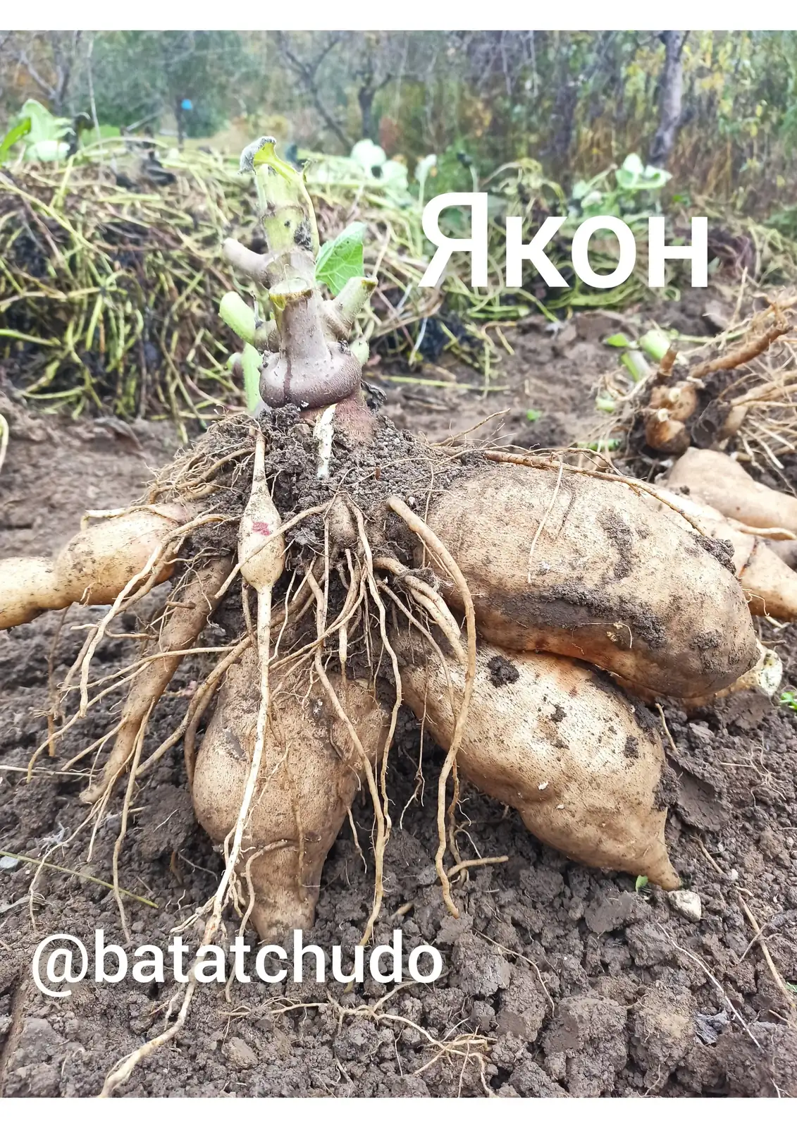 Якон