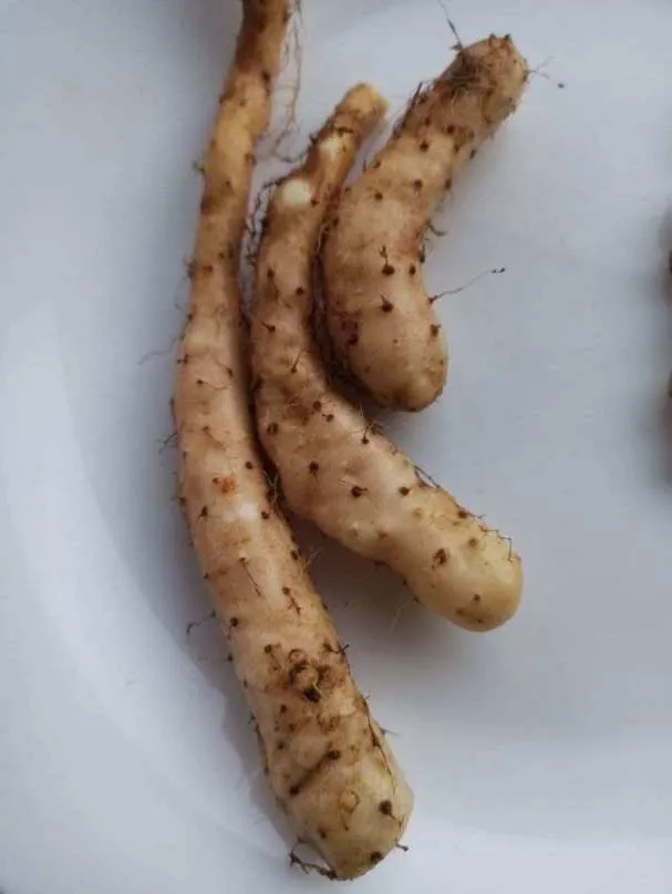 Ямс